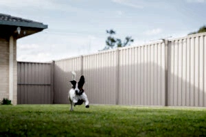 Lush green lawn in neatly fenced yard with pet dog