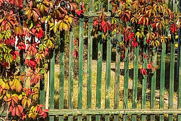 Green colored wooden fence with colorful leaves at the Backyard.