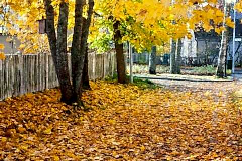 A tree with a yellow leaves