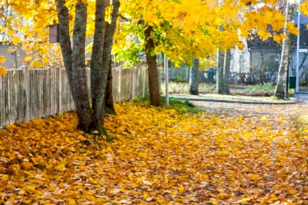 A tree with a yellow leaves