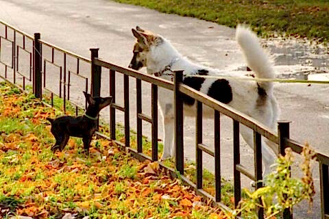 The two dogs near small fence at Batavia, IL