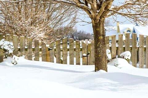 tree and snow