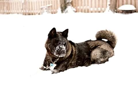 Gog playing in the snow