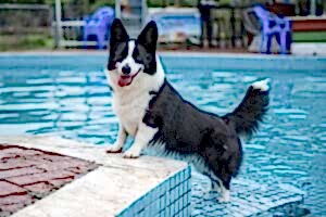 Dog in the swimming pool