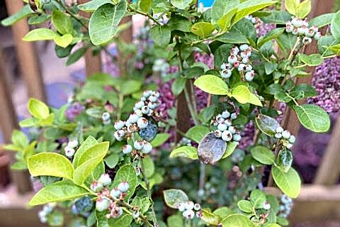 The Blueberry plant at Batavia, IL.