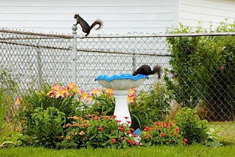 The Squirrels near steel fence and Birdbath